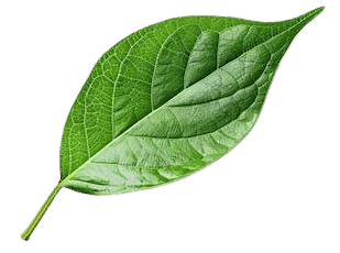 Single green leaf with pronounced veins